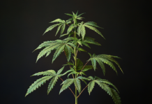 Cannabis Medicinal 101: Lo Básico que Necesitas Saber